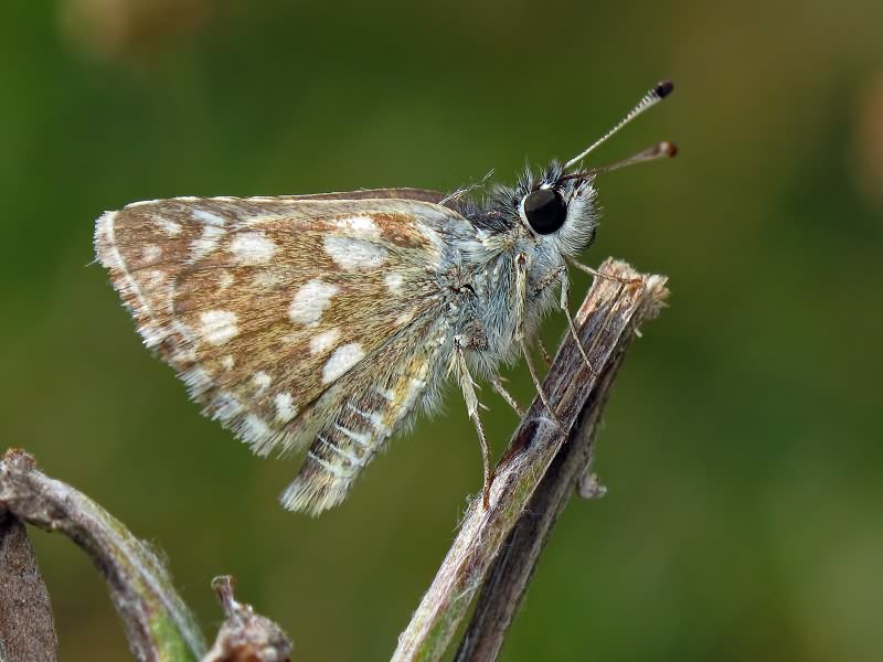 Spialia orbifer (Hübner, 1823)